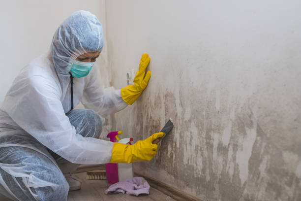 Best Black Mold Removal  in Salmon Brook, CT